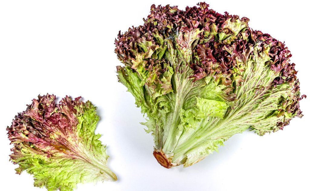 Red Coral Lettuce Sustenance
