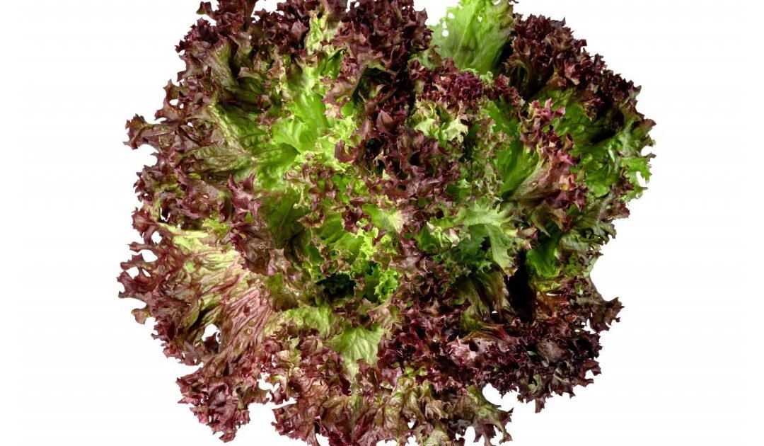Red Coral Lettuce Sustenance