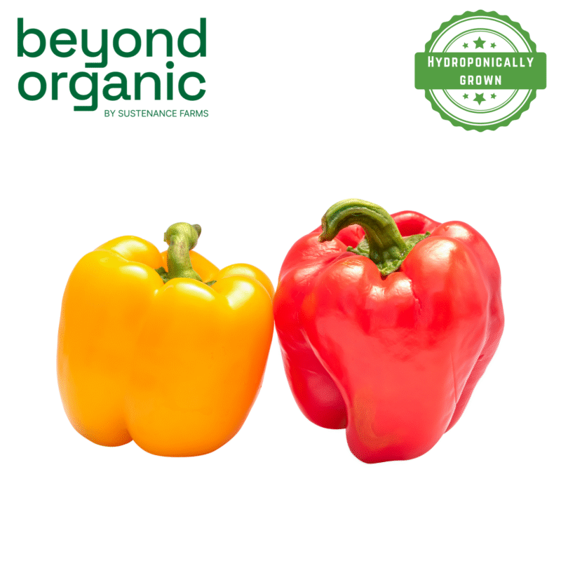 Red and Yellow Capsicum - Image 2