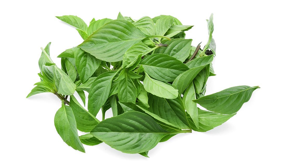 Thai Basil Sustenance