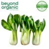 Bok Choy