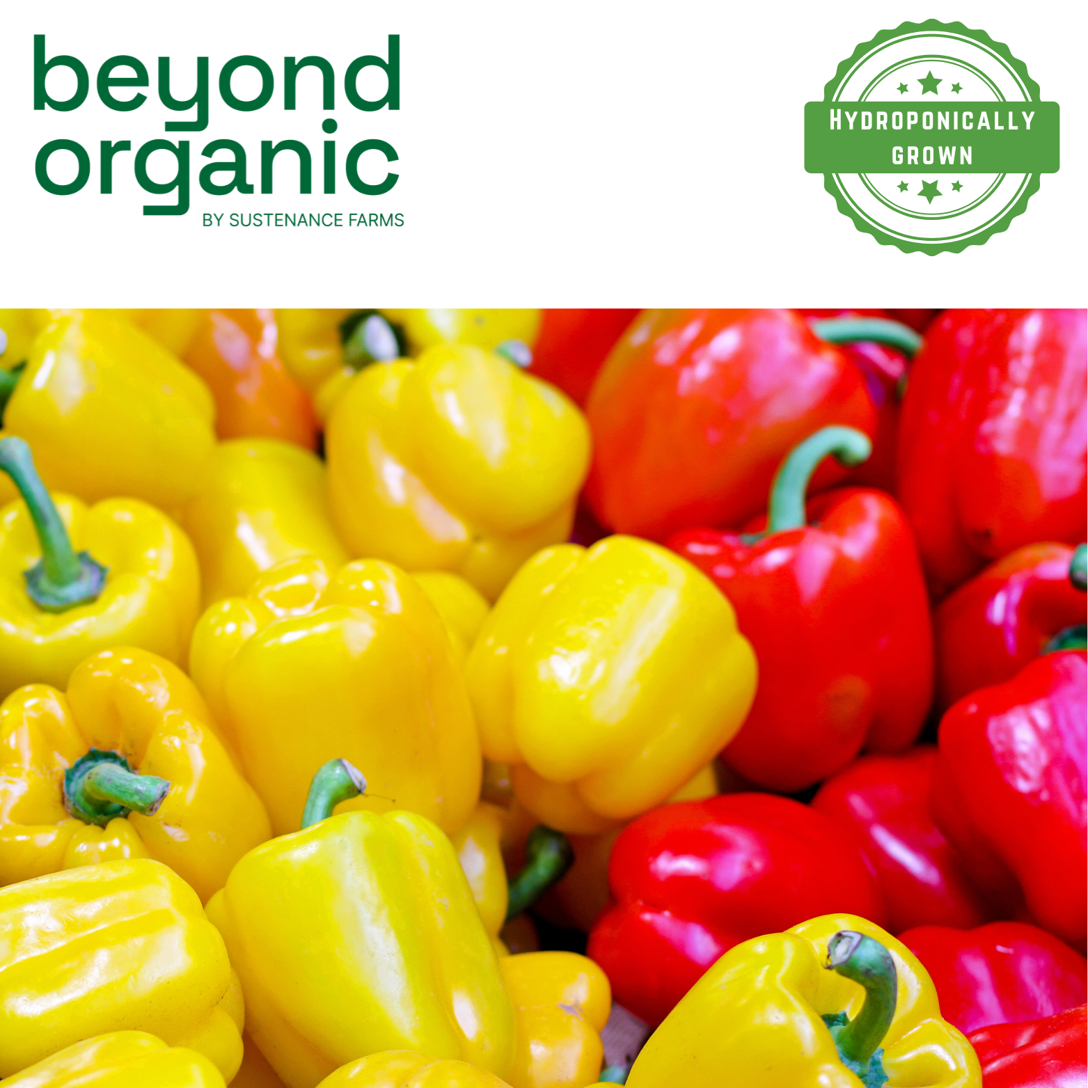 Red and Yellow Capsicum